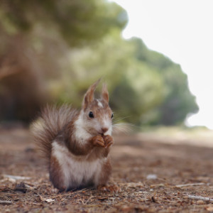 A Spanish squirrel