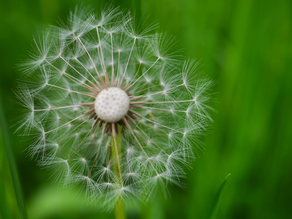Dandelion time