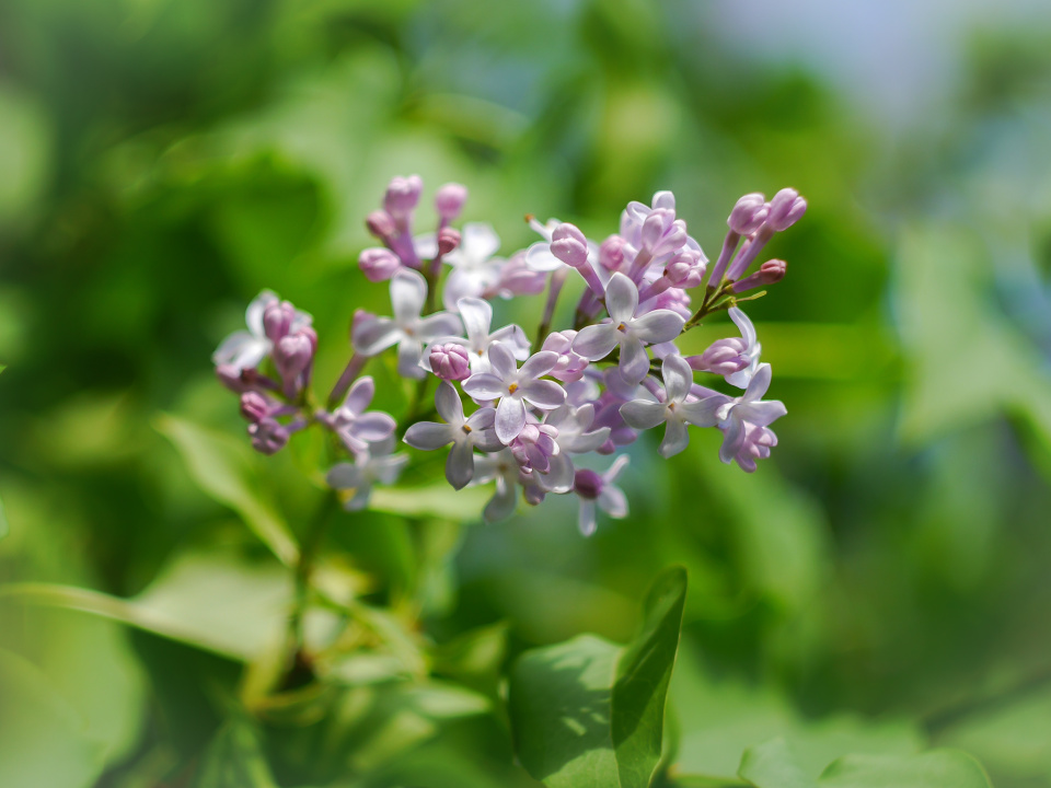 Fragrant lilac
