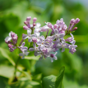 Fragrant lilac