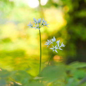 Wild garlic