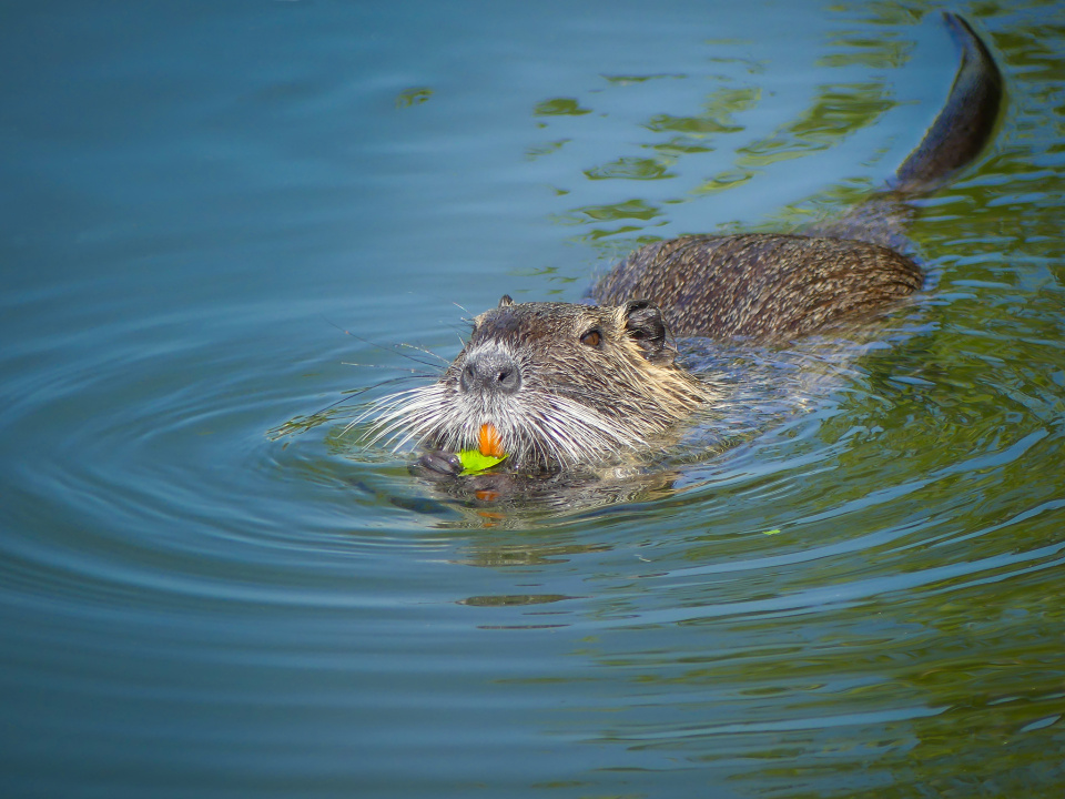Nutria