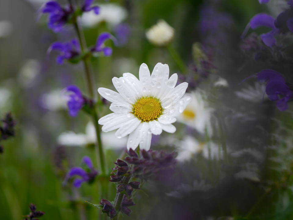 Flower Friday