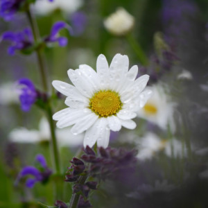 Flower Friday