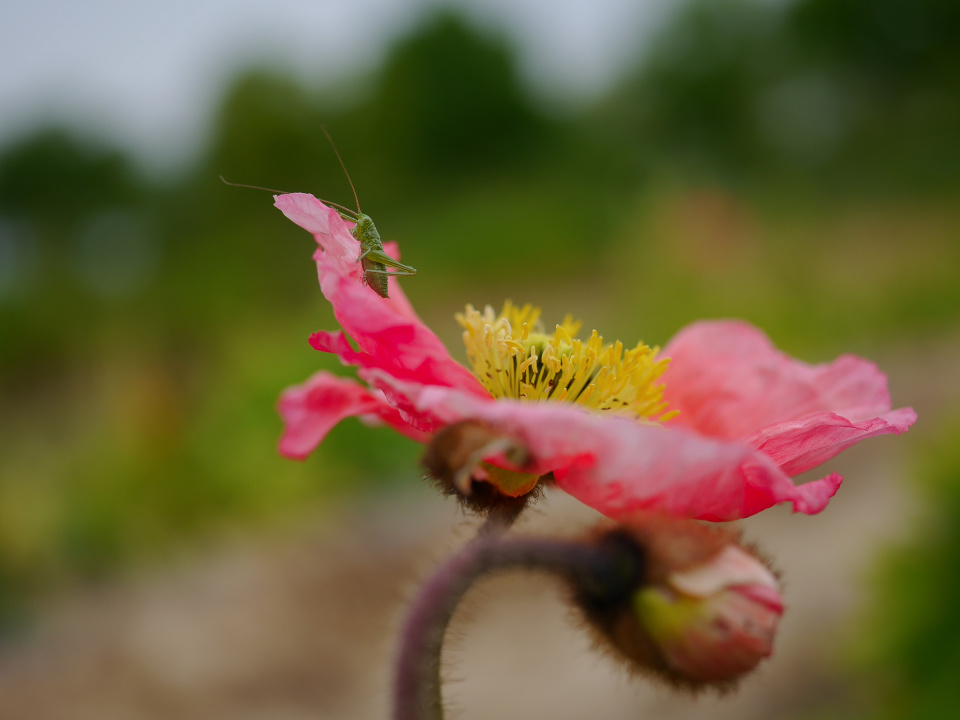 A tiny grasshopper on a poppy