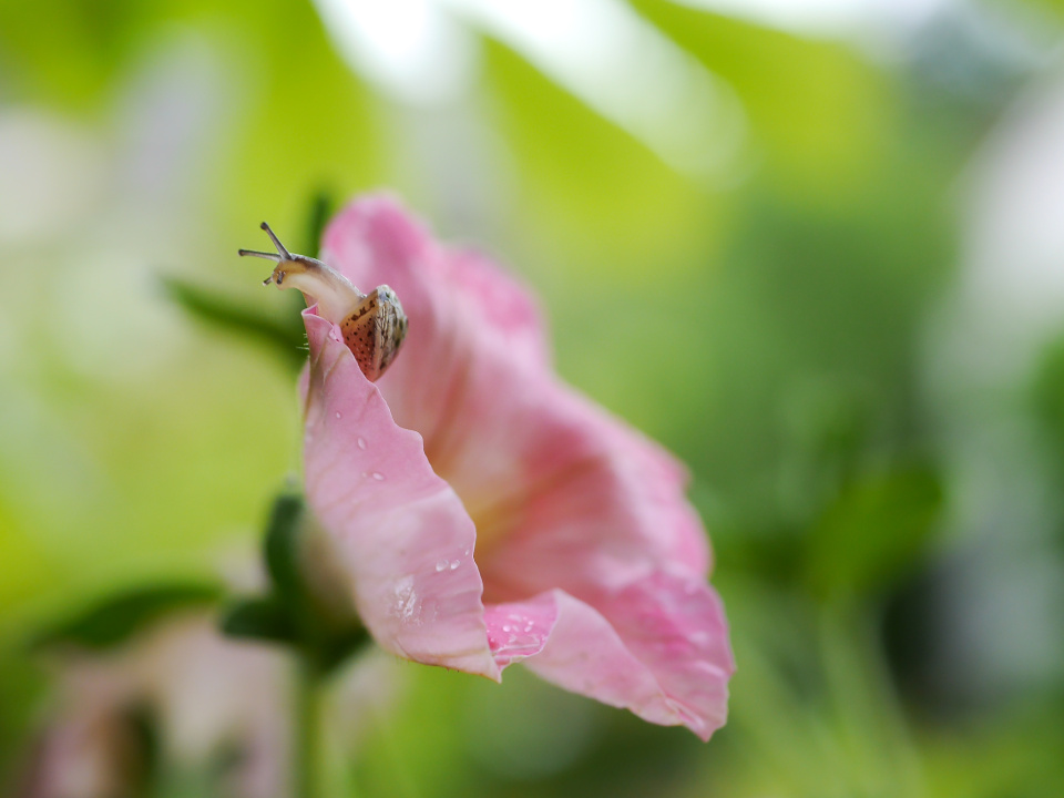 Snails are out