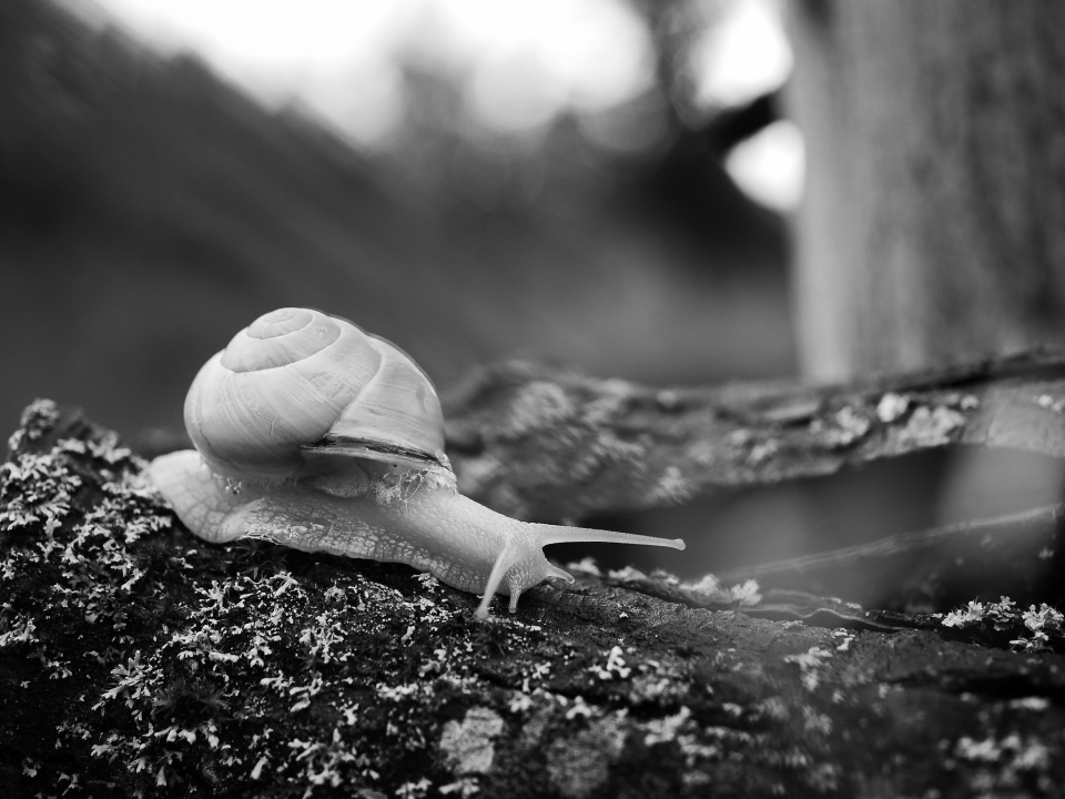 Mono Monday - Nature