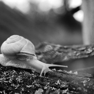 Mono Monday - Nature