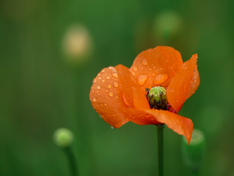 Poppies in the rain