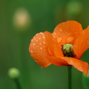 Poppies in the rain