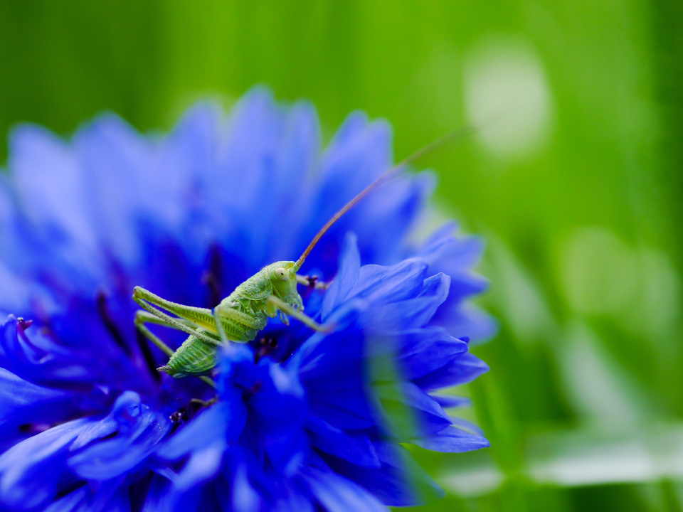 Blue and green