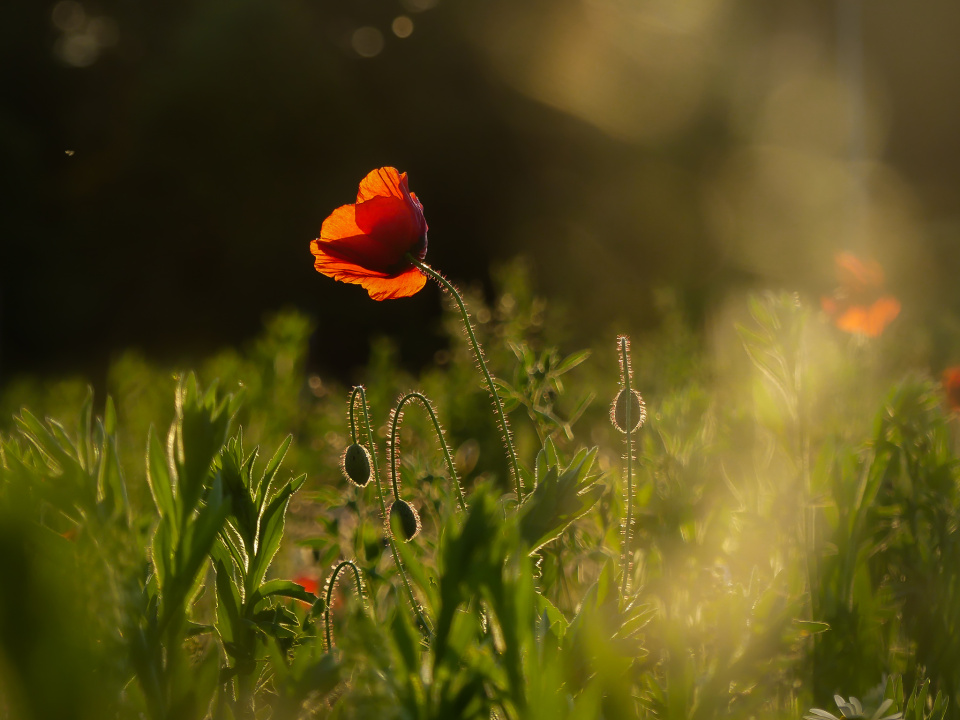 Wild poppies