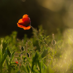 Wild poppies