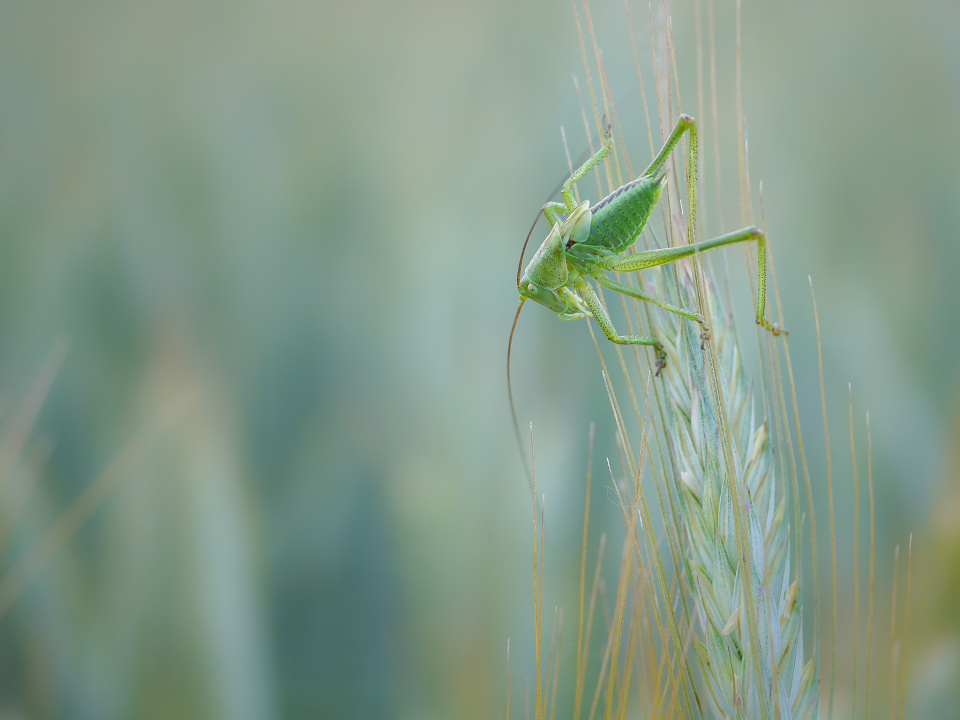 A little acrobat