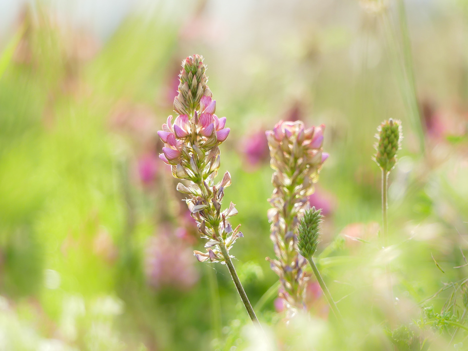 Wild flowers