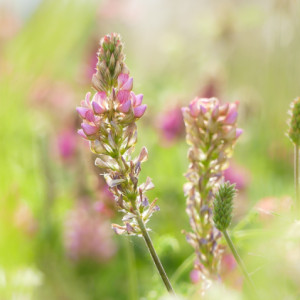 Wild flowers