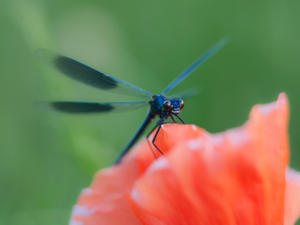 Damselfly