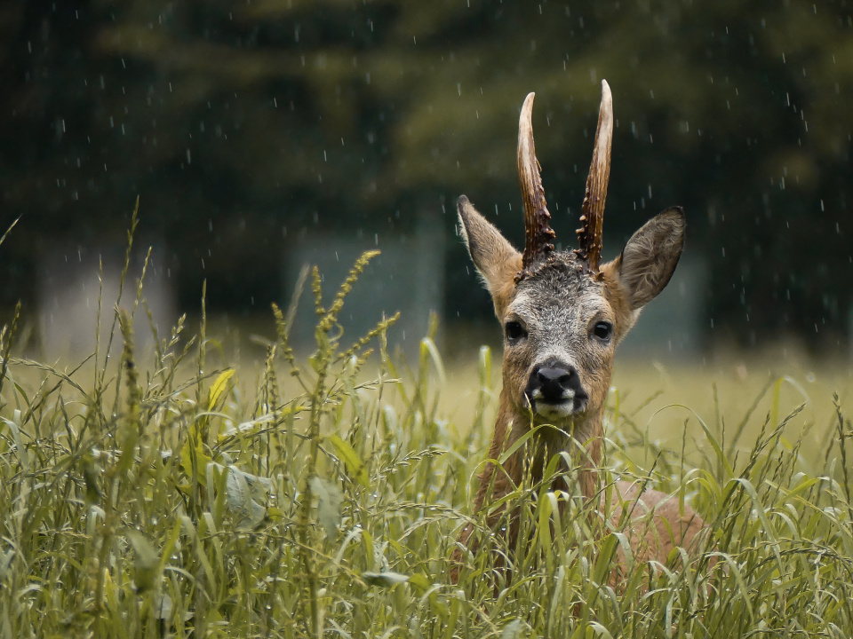 Morning shower
