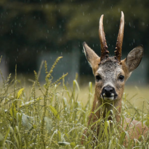 Morning shower