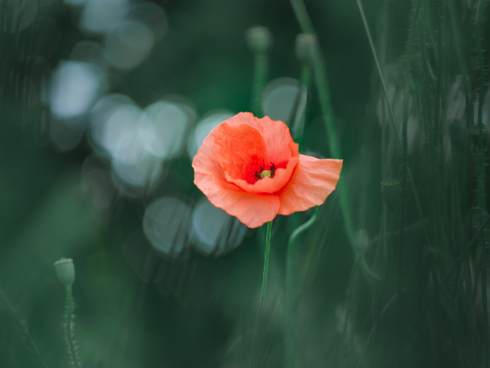 Poppy time