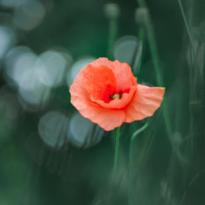 Poppy time