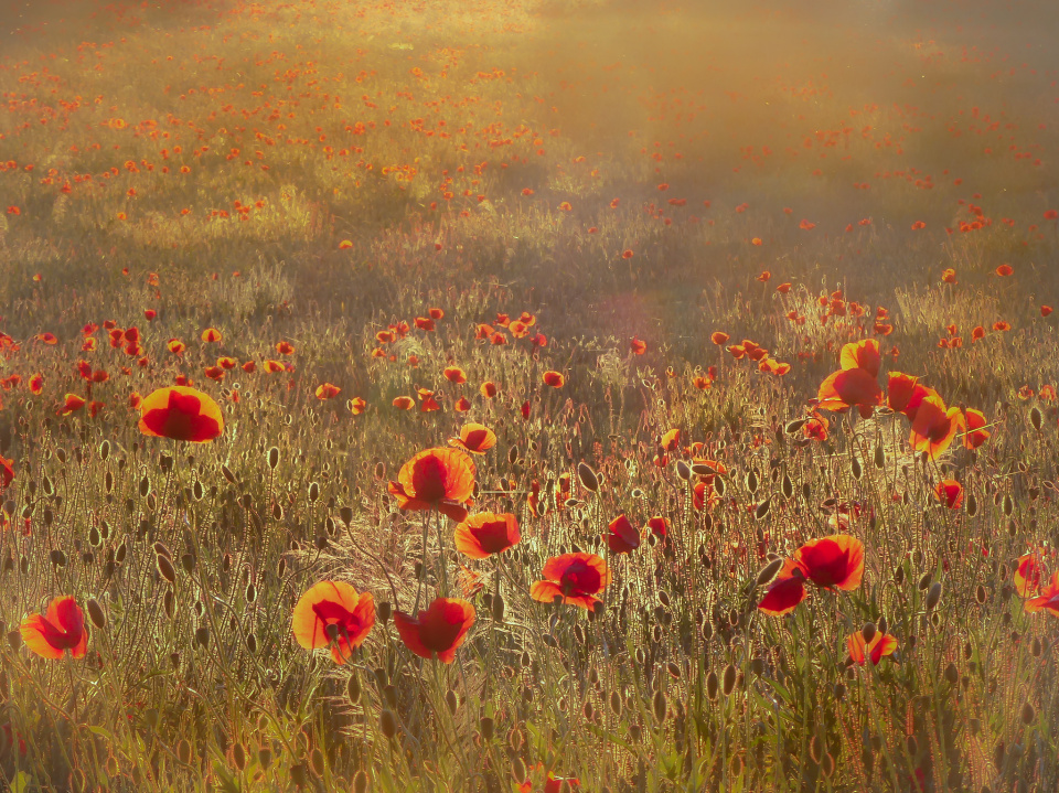 Poppies again