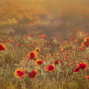 Poppies again