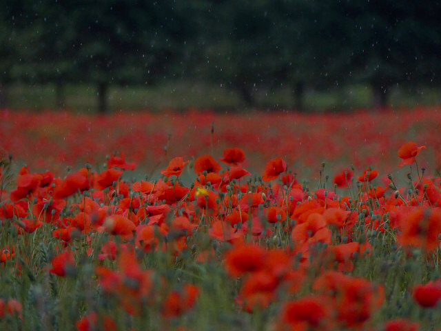 Poppies in the rain
