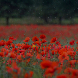 Poppies in the rain