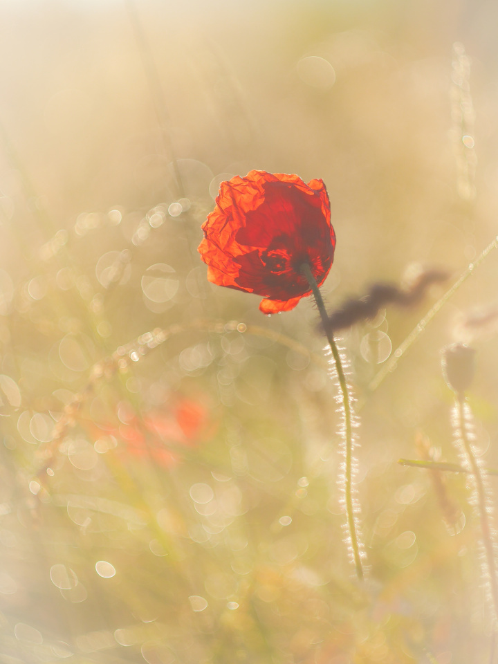 In the morning light