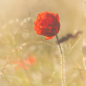 In the morning light