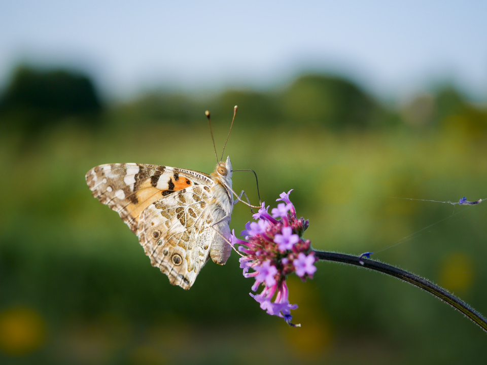  Butterfly Macro