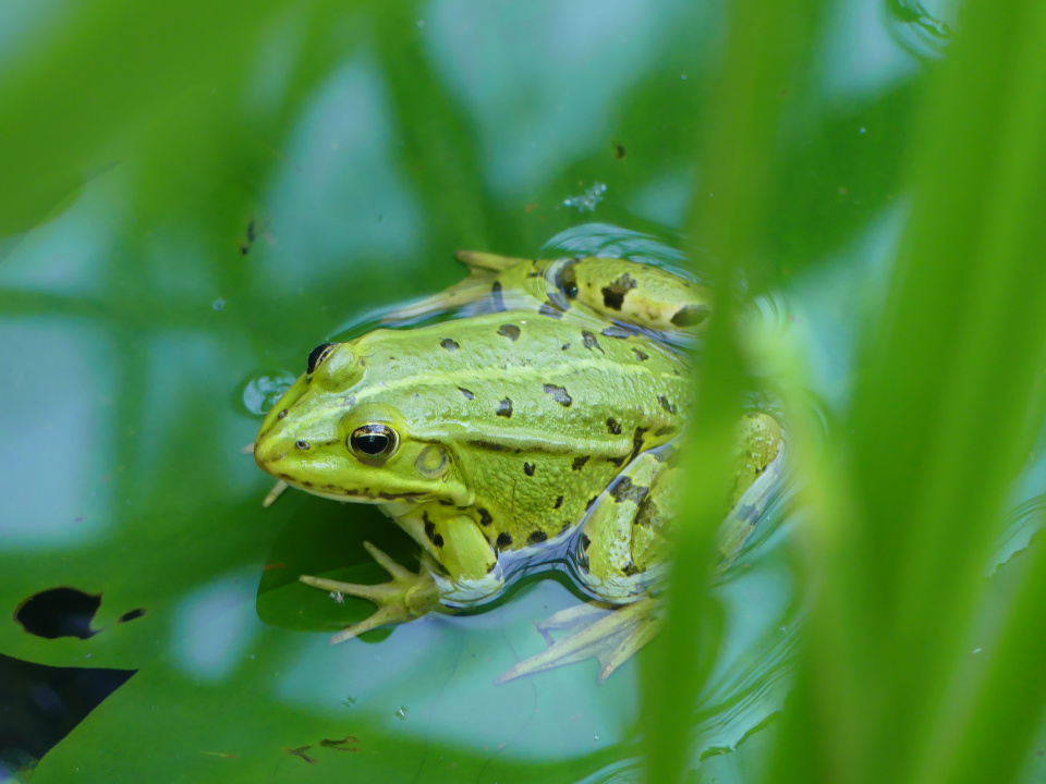  Frog Pond
