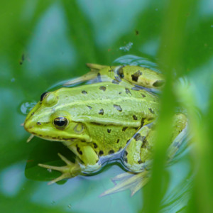  Frog Pond