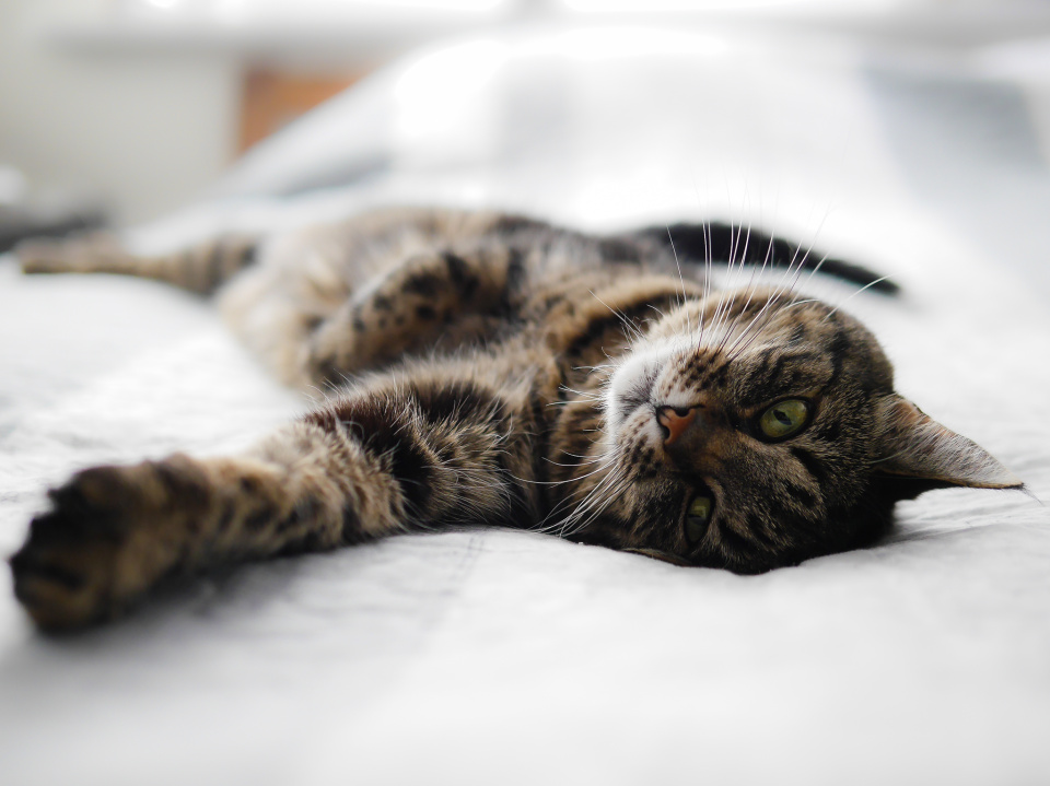  Tasiek Cat