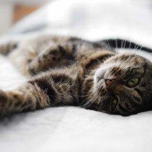  Tasiek Cat