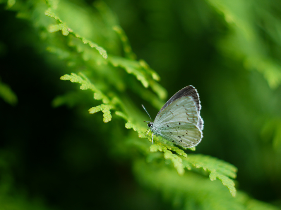  Butterfly Macro