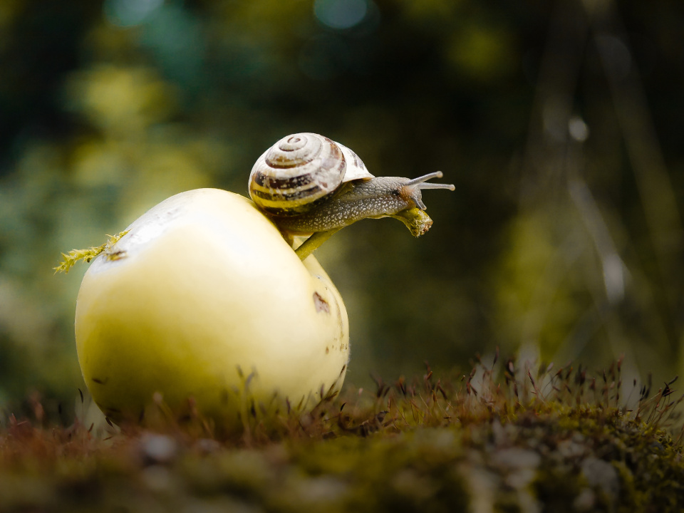  snail Macro