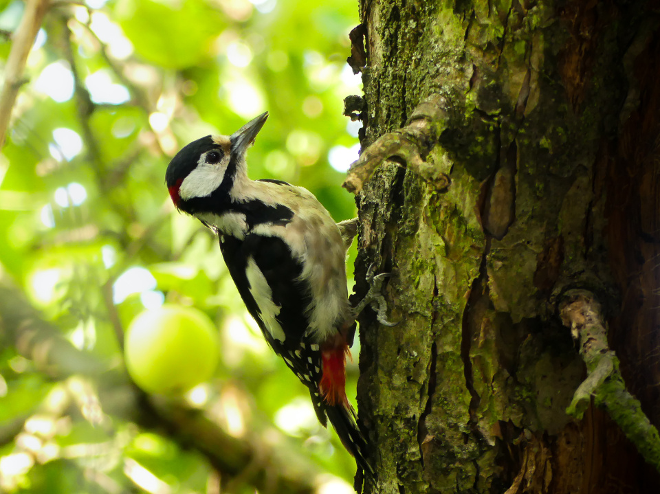  Woodpecker