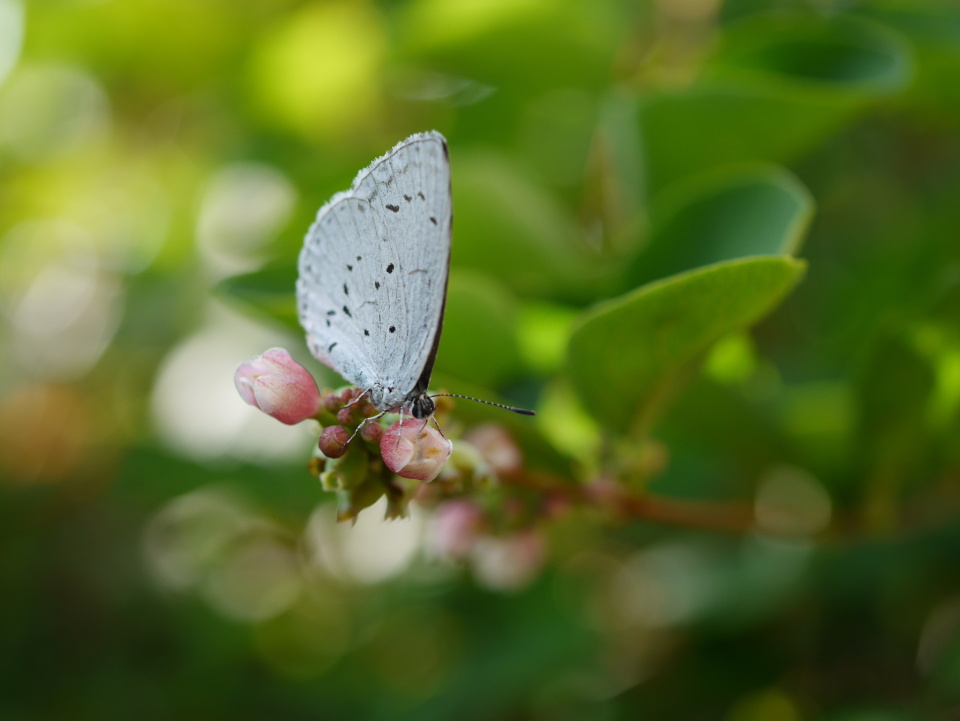  Butterfly Macro