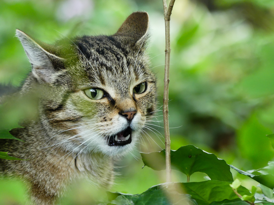 A garden hunter