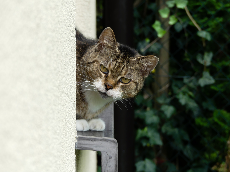Another garden visitor