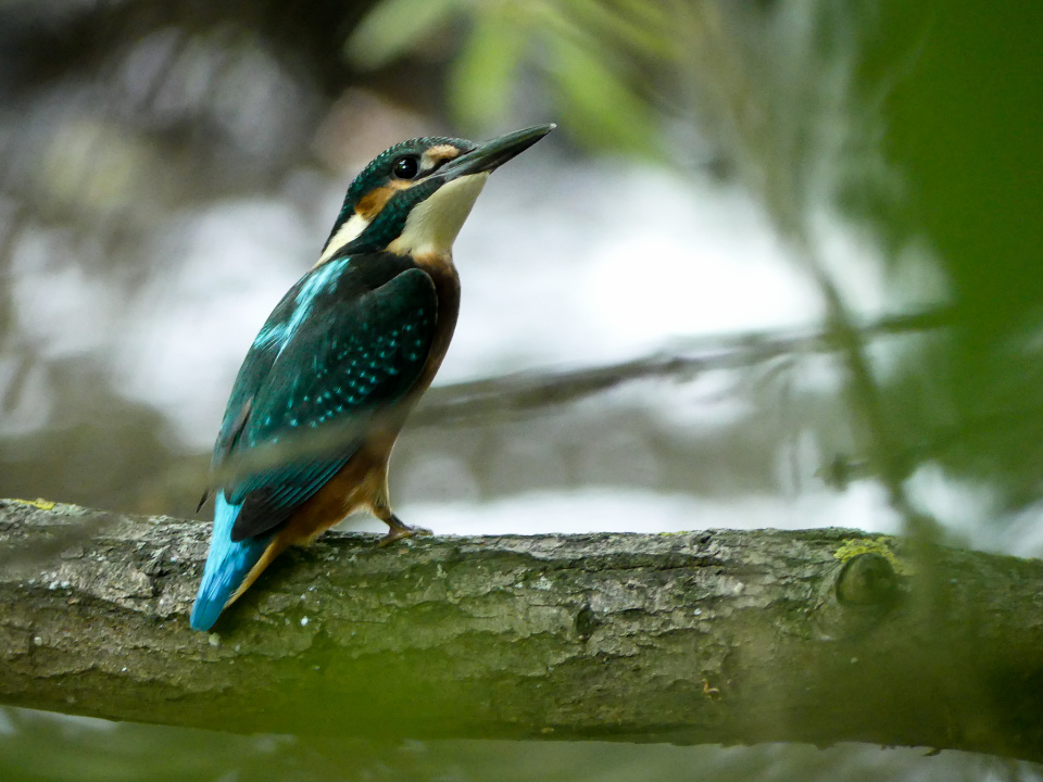 Kingfisher