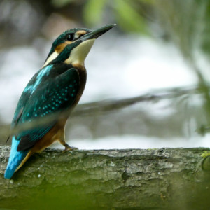 Kingfisher