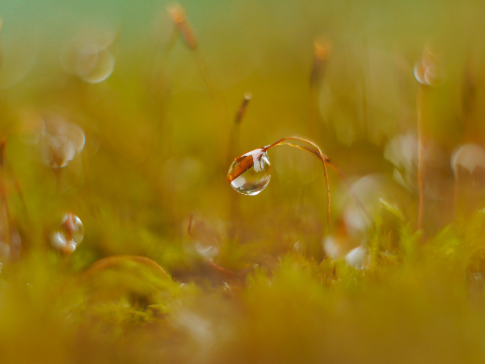 Raindrops