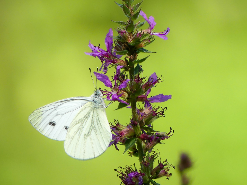  Butterfly Macro