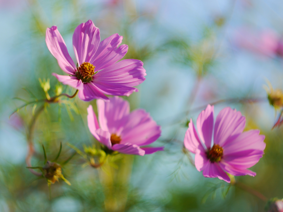  Flowers