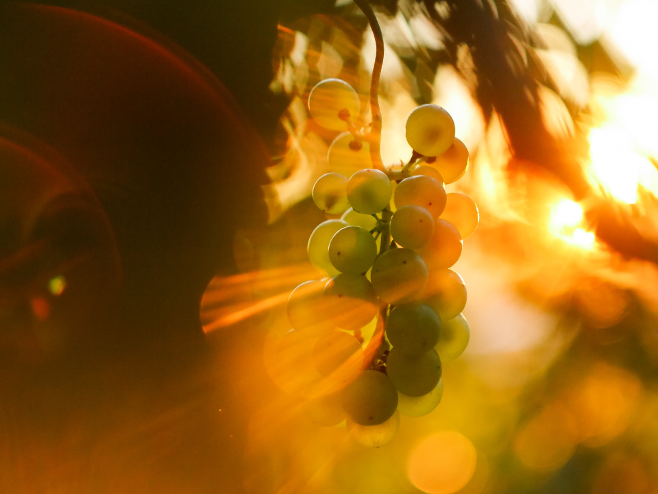  Up in the vineyards.