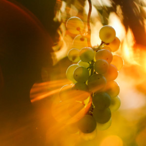  Up in the vineyards.