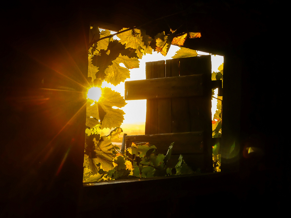  Sunset vineyards